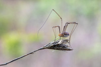 /album/foto-adriano/ragno-leiobunum-vittatum-jpg/